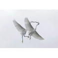 thumbnail image 2 of Anon, Ellen 18x13 White Modern Wood Framed Museum Art Print Titled - FL, Two snowy egrets with outstretched wings, 2 of 4