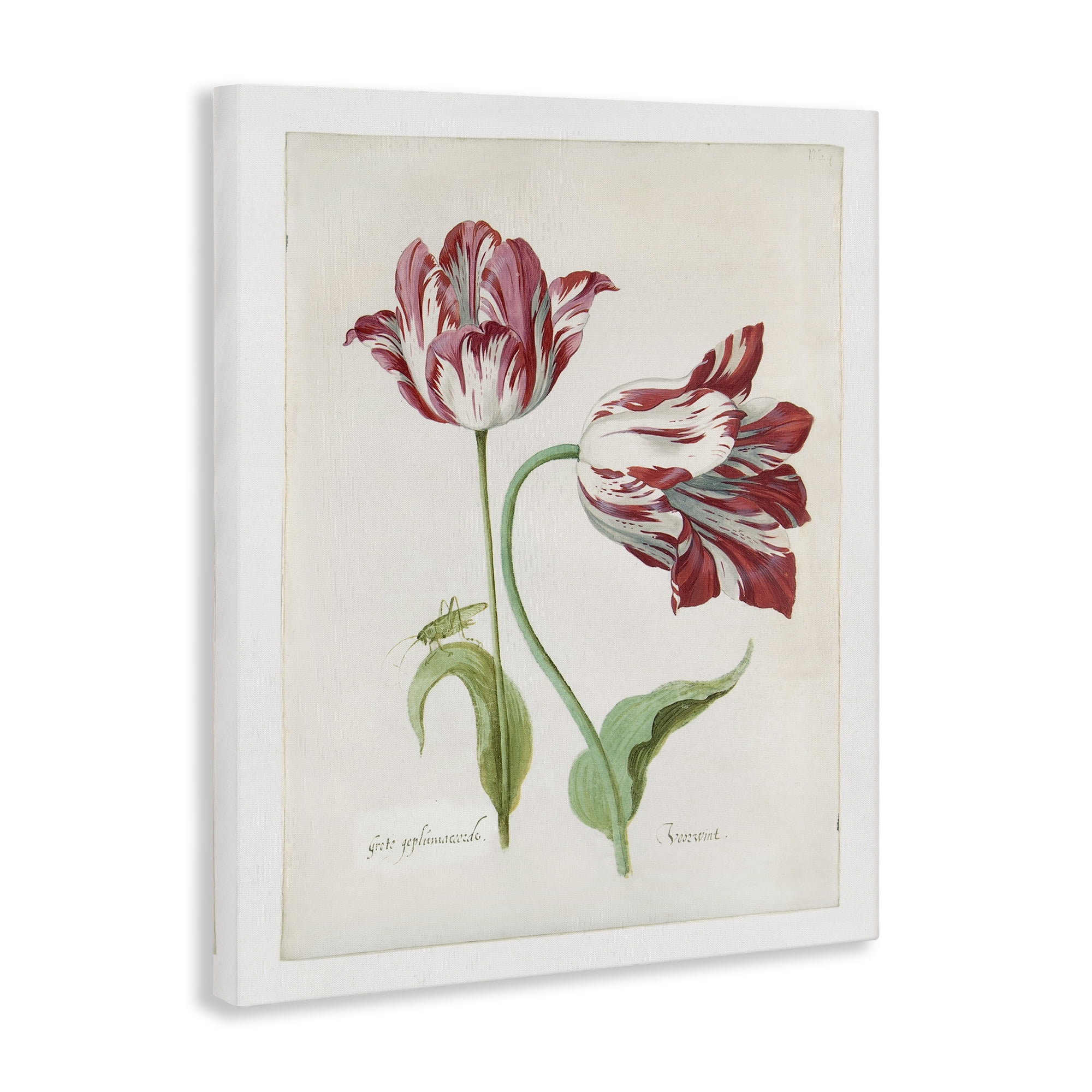 Stupell Industries Classic Tulip Study Plants & Flowers Painting Wrapped Canvas Art Print Wall Art, 36 x 48