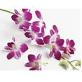 thumbnail image 4 of Purple Live Dendrobium Orchid Plant 6-10" Tall in 2.5 Inch Pot Sun, 4 of 8