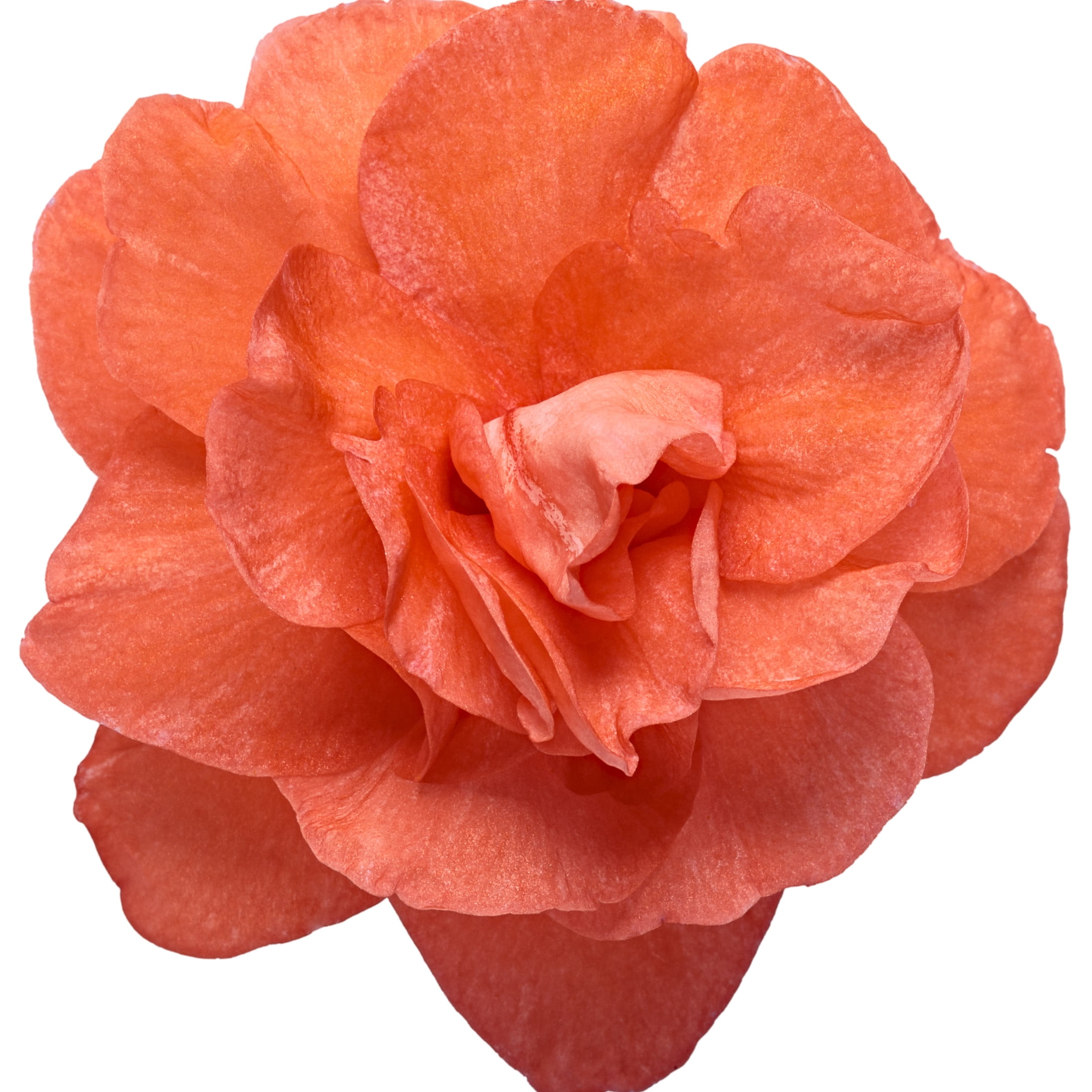 Proven Winners 4" Orange Rockapulco Tropical Shades Double Impatiens Live Plant in 4.25" Pot (4 Count)