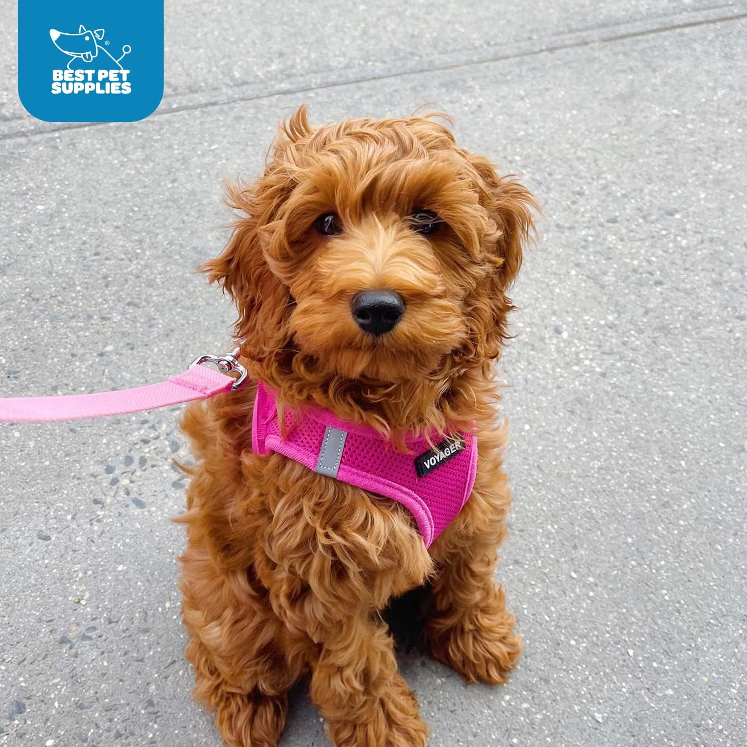 Voyager Step-In Air Mesh Dog Harness by Best Pet Supplies