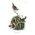 thumbnail image 2 of Audubon, John James 25x32 Black Ornate Wood Framed with Double Matting Museum Art Print Titled - Marsh Wren, 2 of 4