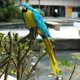 thumbnail image 1 of Artificial Feather Blue Birds Parrot Craft Taxidermy Home Art Decor Ornament, 1 of 5