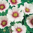 thumbnail image 3 of Burpee Summer Dreams Cosmos Flower Seed, 1-Pack, 3 of 5