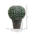 thumbnail image 2 of Vickerman FE180102 Boule d'Aloès Verte de 13,5 Po dans un Pot Gris et Rouge Clair, 2 of 2