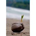 thumbnail image 2 of Sprouting Coconut Palm Tree on Beach Photo Poster Print, Stretched Canvas Wall Art  Sold by ArtCom, 2 of 5