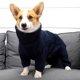 thumbnail image 2 of Ropa gruesa de algodón de cuatro esquinas para otoño e invierno Abrigo impermeable para perros Chaqueta cálida de invierno Ropa para cachorros a prueba de viento para perros pequeños, medianos y grandes, azul(XS) ER, 2 of 5