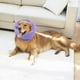 thumbnail image 3 of Capucha para mascotas jinwen para orejas de perro Morado L, 3 of 8