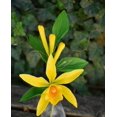 Vanilla Bean Orchid - Vanilla planifolia- Live STARTER Plant-Green Leaf ...