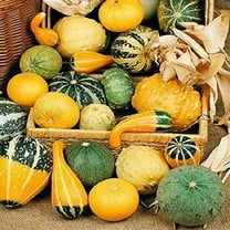 Small Gourd Mix Seeds - 500 Count Seed Pack - Non-GMO - A Great Collection of Different Types of Small gourds. - Country Creek LLC