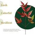 thumbnail image 3 of 2 Fire Power Heavenly Bamboo, Live Plants (Nandina Domestica) – Vibrant Foliage in 2.5” Nursery Cubes – Striking Fiery Red in Fall & Winter, Low-Maintenance Garden Accent, 3 of 8