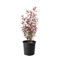 thumbnail image 1 of 2 Gallon Purpleleaf Sandcherry Shrub, 1 of 5