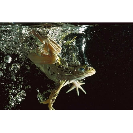 Jumping Frog Water - Northern Leopard Frog jumping into water native to North America Poster Print by Heidi and Hans-Juergen Koch