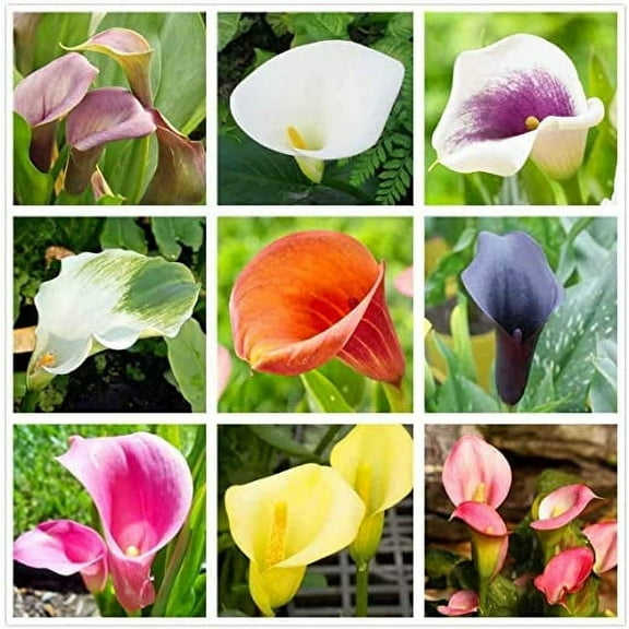 CZ Grain Calla Lily PLant Bulbs (3 Count), Big Healthy Bulbs for Growing
