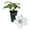 1 Plant, variant on Clematis Corinne - Live Starter Plant in a 2 Inch Growers Pot - Starter Plants Ready for The Garden - Rare Clematis for Collectors