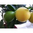 thumbnail image 4 of Limequat Tree - Key Lime/Kumquat- 8" Pot - No Shipping to Tx, Fl, AZ, CA, LA, HI, 4 of 4