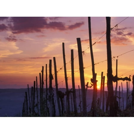 Sunset Through the Vines of the Italian Wine Country, Tuscany, Italy Print Wall Art By Janis