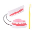 thumbnail image 2 of Shisuyan 1pc Tooth Aid For Teeth Cleaning With Toothbrush For Education And Brushing Demonstration Safe And Plaything, 2 of 9