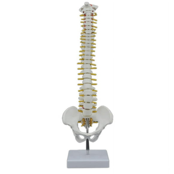 45CM Human Spine with Pelvic Model Human Anatomical Anatomy Spine Model Spinal Column Model+Stand Fexible