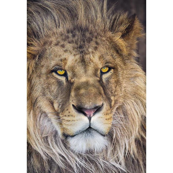 32 Lion Wall Mural Pics In Wallpaper