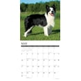 thumbnail image 3 of Border Collies 2026 Wall Calendar, (Paperback), 3 of 5