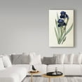 thumbnail image 3 of Trademark Fine Art 'Iris Germanica German Iris' Canvas Art by Pierre-Joseph Redoute, 3 of 3