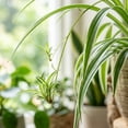 thumbnail image 5 of NYGardenia Live Variegated Spider Plant in 4" Nursery Pot, Easy Care Indoor Houseplant, 5 of 5