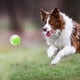 thumbnail image 5 of Pelota de juguete para perros, diversión sin fin, duradera, TPR, dispensador de alimentos, pelota interactiva para la dentición del perro, para casa, interior, familia, verde, 5 of 10
