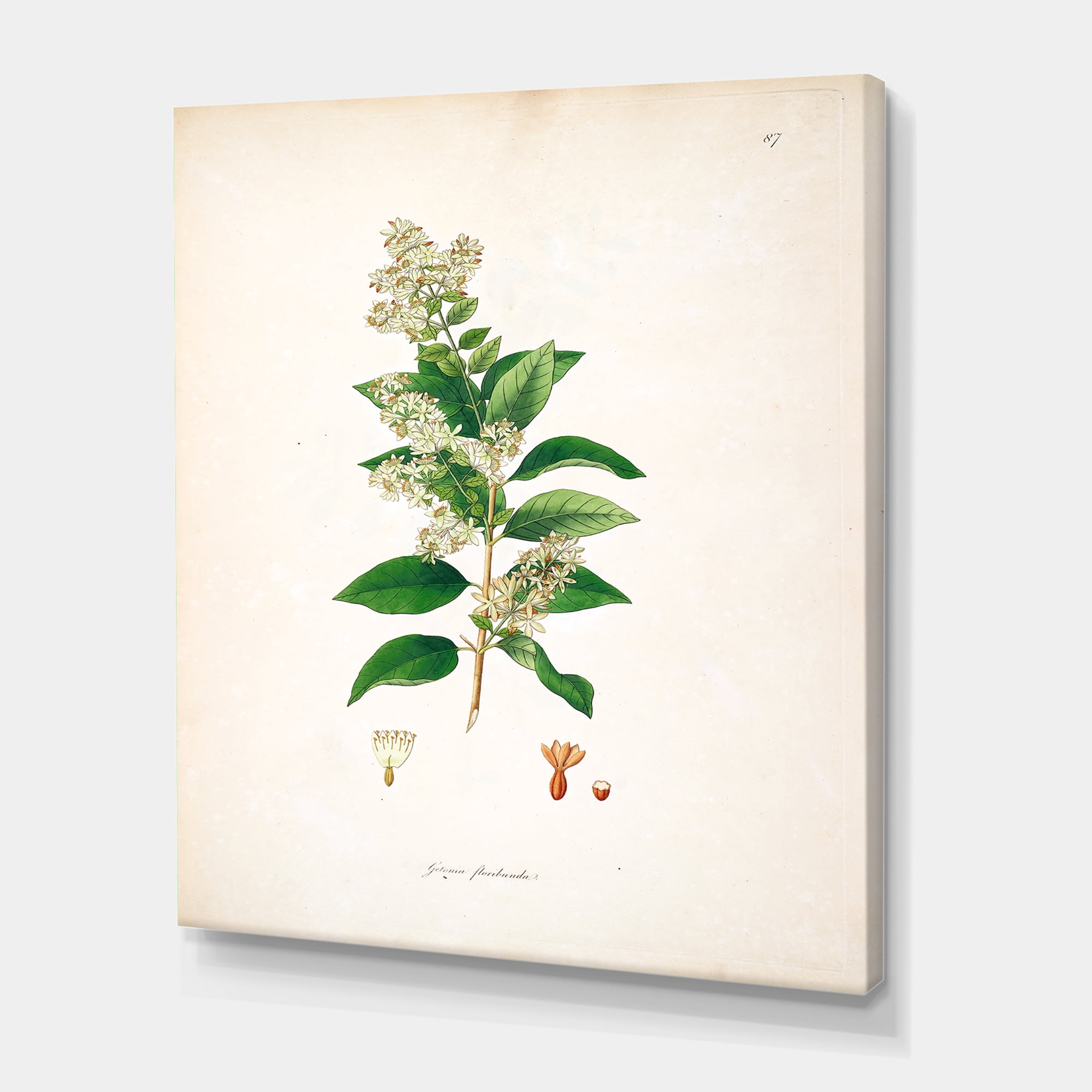 Designart ' Ancient Botanicals XVII ' Farmhouse Canvas Wall Art Print