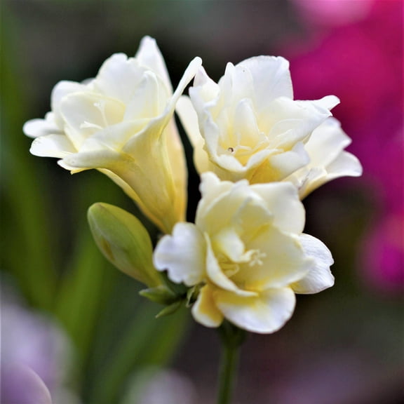 Easy to Grow Freesia Double White 15 Plant Bulbs, White Fragrant Flowers Spring Partial Sun