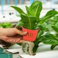 thumbnail image 4 of 10PCS Planting Baskets Plastic Mesh Pot Plant Grow Cup Hydroponic Net Pond Basket Garden Flower Container for Balcony Cultivation, 4 of 9