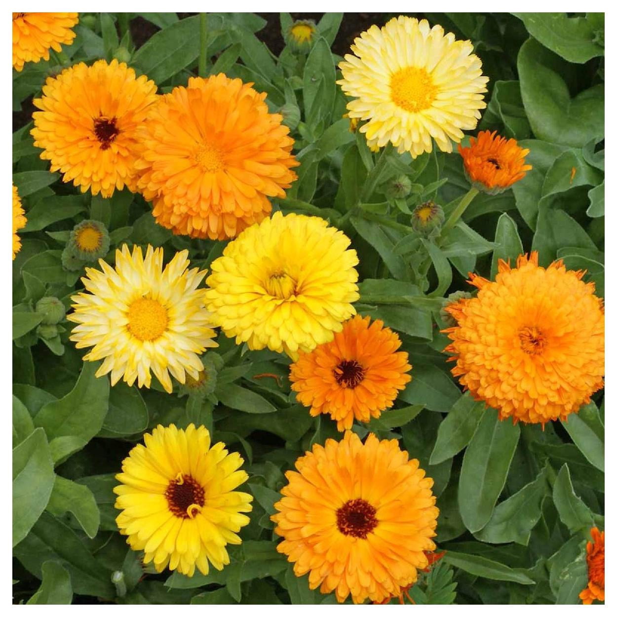 Everwilde Farms - 1 lb Fiesta Gitana Mixed Calendula Garden Flower Seeds - Gold Vault Bulk Seed Packet