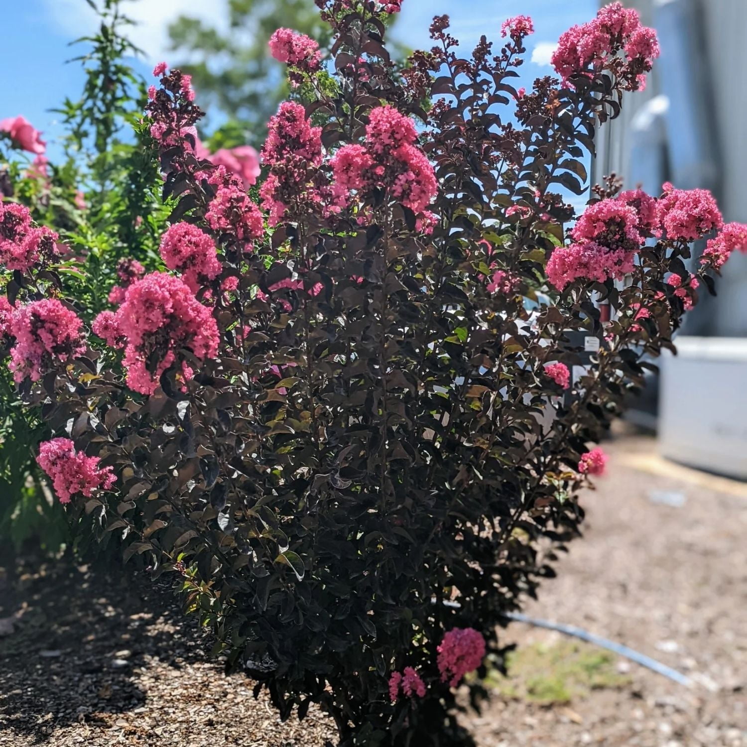 Black Diamond Blooms 3-4 ft. tall Pave Pink Crape Myrtle Live Tree in 7-Gallon Grower Pot