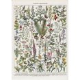 thumbnail image 3 of Pósteres y grabados al óleo sobre lienzo de arte mural clásico vintage con plantas, hongos, medicinas, flores, insectos, mariposas, verduras, calabazas y zanahorias, 3 of 5