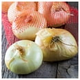 thumbnail image 4 of Everwilde Farms - 100 Organic Yellow Cipollini Onion Seeds - Gold Vault Jumbo Bulk Seed Packet, 4 of 5