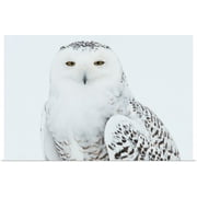 Great BIG Canvas | "Snowy Owl standing on snow, Saint-Barthelemy, Quebec, Canada, Winter" Art Print - 48x32