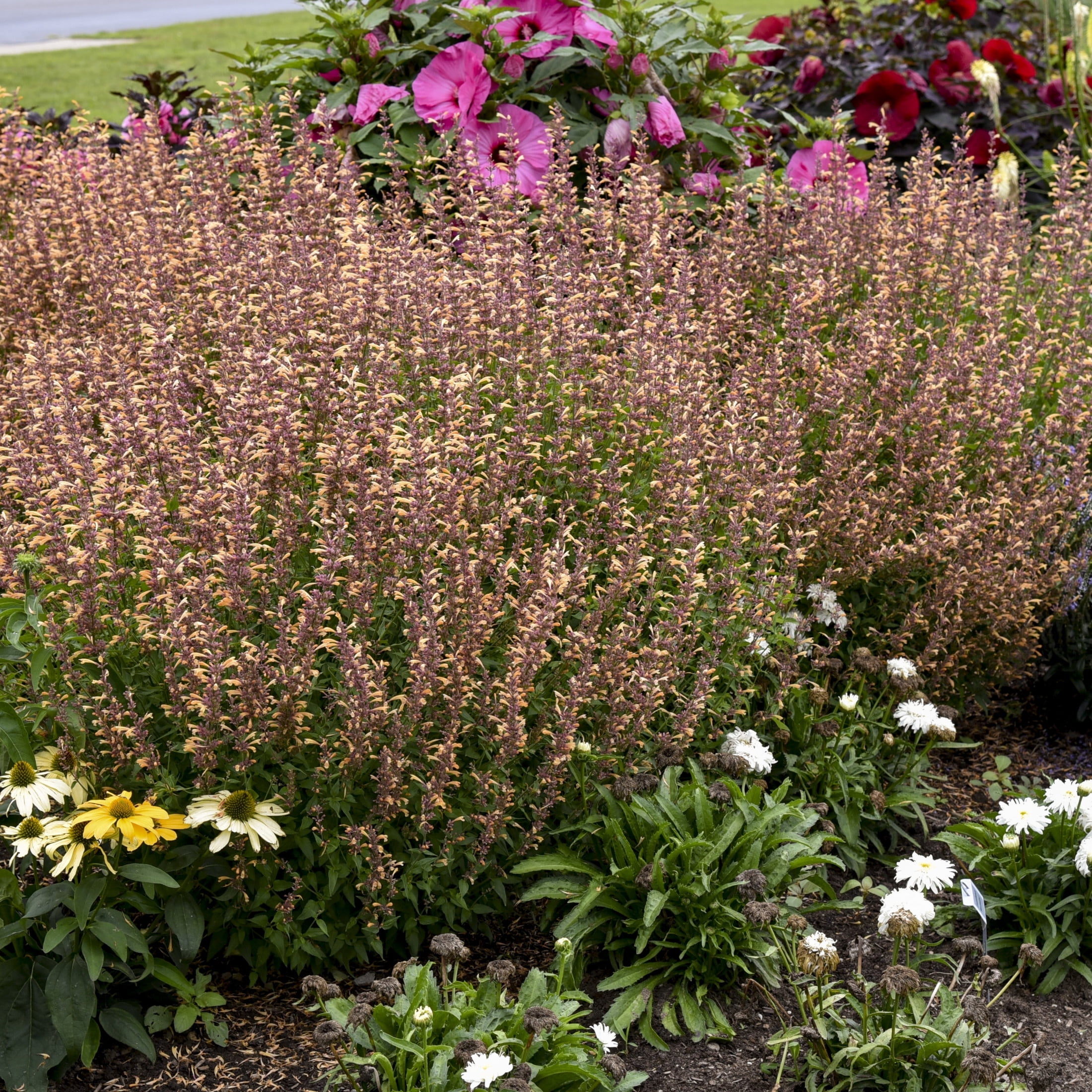 Proven Winners 6" Orange Meant to Bee 'Queen Nectarine' Anise Hyssop Live Plant in 6.5" Pot