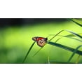 thumbnail image 2 of Putman, Tammy 24x15 White Modern Wood Framed Museum Art Print Titled - Monarch Patterns, 2 of 4