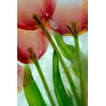 thumbnail image 2 of Jaynes Gallery 11x14 White Modern Wood Framed Museum Art Print Titled - Tulips in ice, 2 of 4