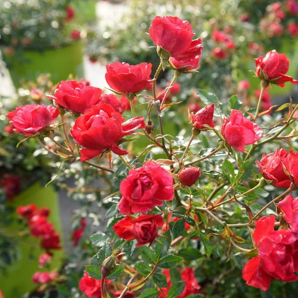 3 Gal. Red Drift Rose Bush Elegant Petite Blooms