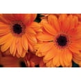 thumbnail image 3 of Berzel, Erin 14x11 Black Modern Framed Museum Art Print Titled - Orange Gerbera Daisies, 3 of 5