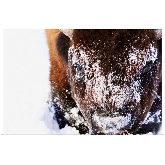Great BIG Canvas | Rolled Richard Wear Poster Print entitled Bison In Winter