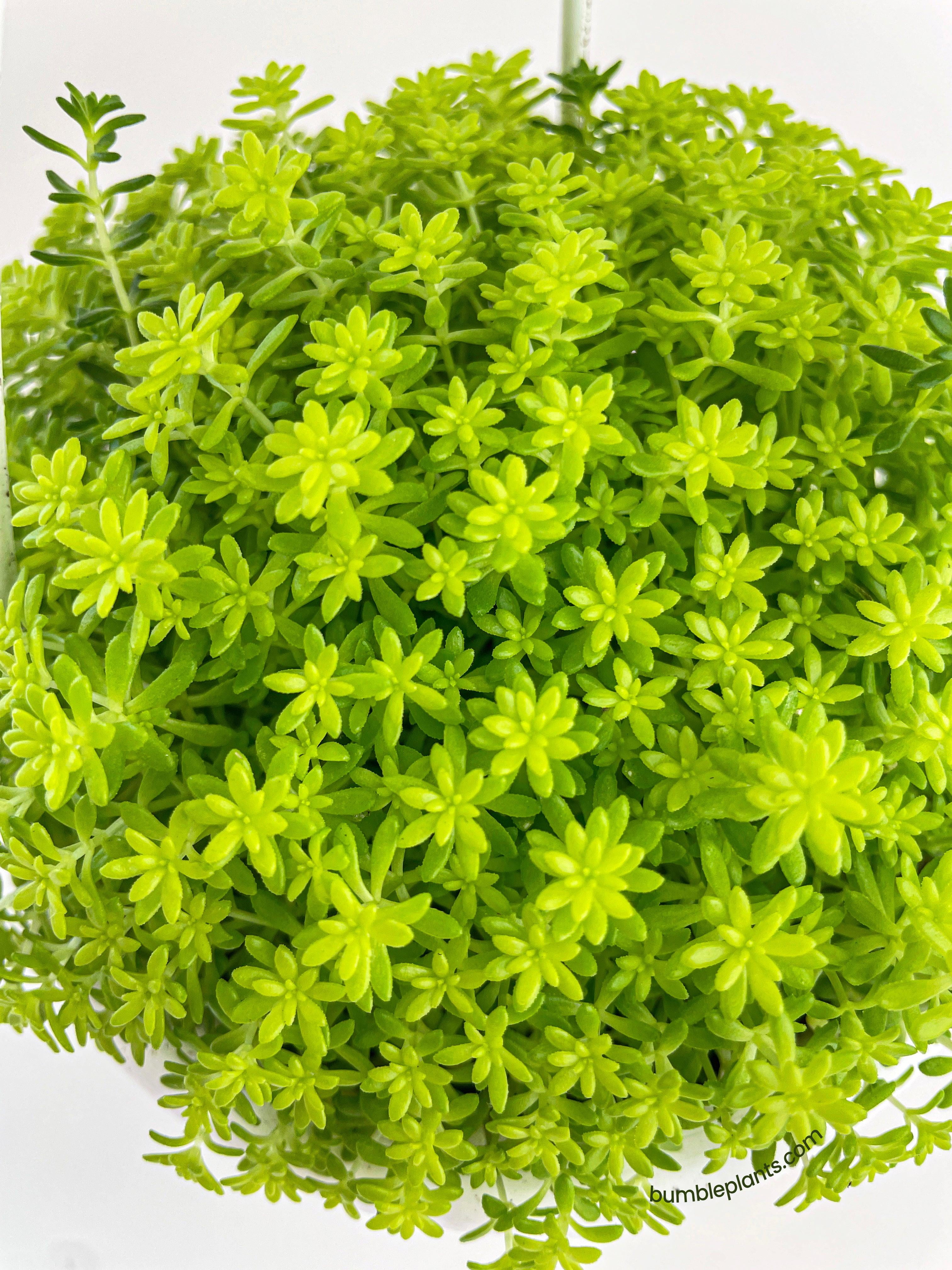Bumble Plants Sedum Japonicum 'Tokyo Sun' (Tokyo Sun Stonecrop) - Full Live Colorful Houseplant in Nursery Pot, Easy Care, Indoor Plant for Beginners