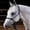Royal, variant on Professional's Choice hre easy on rope halter Royal Horse
