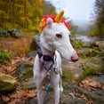 thumbnail image 5 of Zoo Snoods Unicorn Costume - Warm Knit Rainbow Dog Snood Ear Wrap for Pets, Warm Neck Ear Cover Protection (Large), 5 of 9