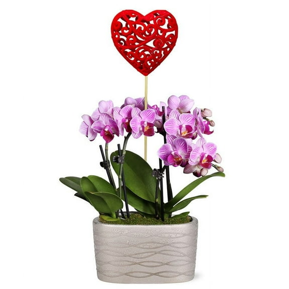 From You Flowers - I Miss You Mini Orchid Garden for Birthday, Anniversary, Get Well, Congratulations, Thank You, All Occasions
