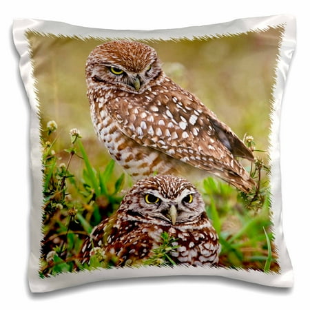 The Hop Cape Coral 3dRose Burrowing Owl, Cape Coral, Florida - US10 AJE0204 - Adam Jones - Pillow Case, 16 by 16-inch ()