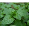 thumbnail image 2 of Chocolate Mint - Grow Indoors or Out - Live Plant - 3" Pot, 2 of 3