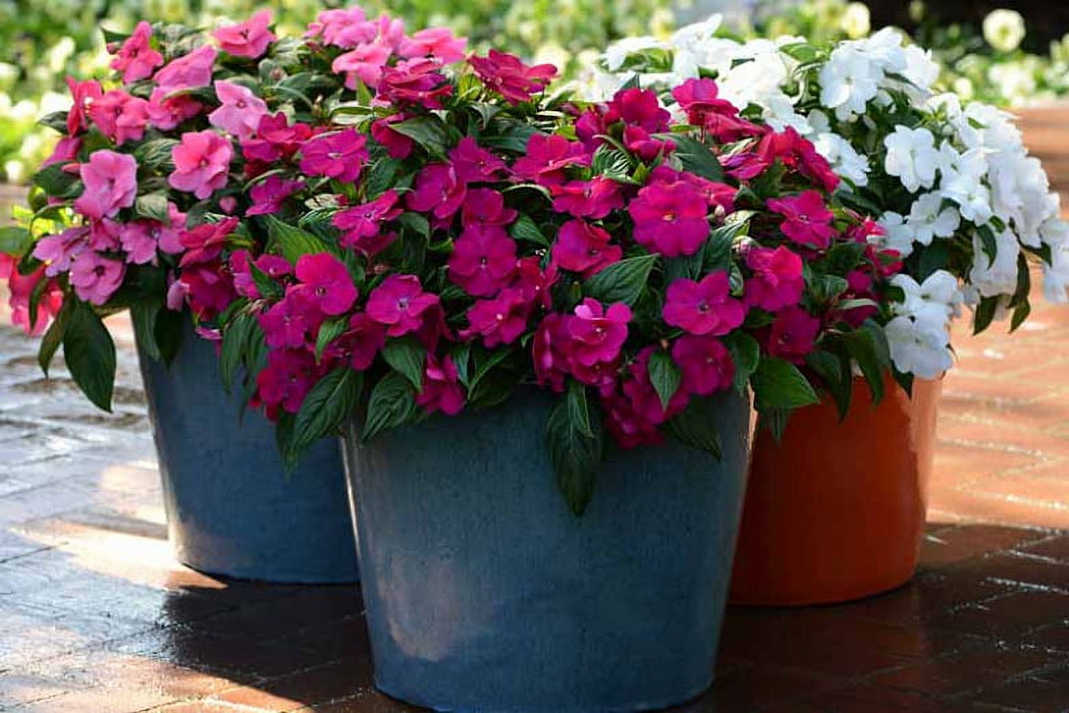 Expert Gardener 1.5 Gallon New Guinea Impatiens Live Annual Plant, Partial Sun, Various Colors