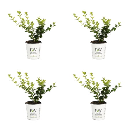 Proven Winners ColorChoice 5" Yellow Golden Ticket Privet Live Plant in 4.5" Pot (4 Count)